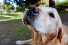 Ovih 5 rasa pasa razumiju gotovo svaku riječ vlasnika i najlakše se dresiraju