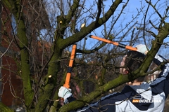 Voćarima Semberije i Majevice i ove zime pune ruke posla (FOTO)