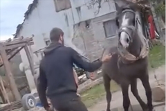 Identifikovani osumnjičeni za nasilje nad životinjom u Prijedoru: Snimak šokirao javnost /VIDEO/