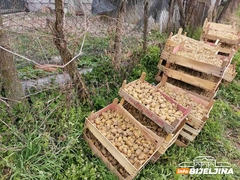 Semberski povrtari optimistični: U punom jeku sjetva ranog povrća i krompira, đubrivo jeftinije, otkupna cijena veća