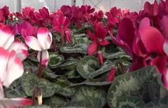 Rijetka sobna biljka koja cvjeta u jesen i zimu