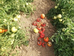 GLAVOBOLJA ZA SEMBERSKE POLJOPRIVREDNIKE Suša ubire ljetinu