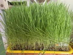 Supružnici Pejić iz Bijeljine prave sok od spelte: “Koriste ga dijabetičari, ljudi sa pritiskom, holestorolom…” (FOTO)