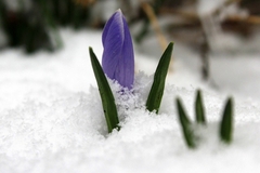 ,,Baba Marta pokazala zube" - Sigurno ste čuli za ovaj izraz, a da li znate ko je bila baba Marta?