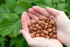 Dobra zarada od lješnika dolazi uz rad i strpljenje