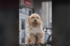 Tetka dječaka koji su ubijeni u Cetinju objavila fotografiju psa koji mališane uzaludno čeka ispred kuće