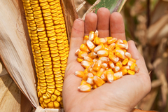 Republička uprava za inspekcijske poslove: Zabranjen uvoz sjemena kukuruza porijeklom iz Italije