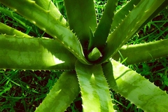 Aloe vera je najkorisnija biljka koju možete imati – pet je razloga za to