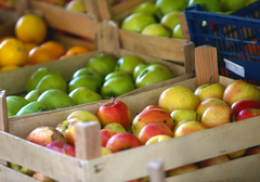 Iz BiH izvoze samo zalihe iz ranijih godina: U novu sezonu s punim hladnjačama domaćeg voća