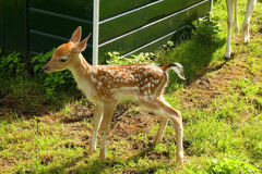 Znate li kako se zove mladunče košute: Nije lane