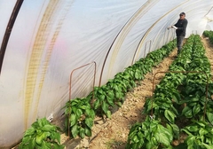 Semberija: Povrće kasni na trpezu, uvoz zadaje glavobolju