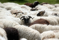 Lopov iz Lopara iz 3 štale ukrao 16 ovaca