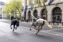 Krvavi konji na ulicama Londona (VIDEO)