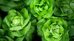 Kako da zelena salata ostane svježa i do 30 dana