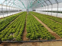 Organska proizvodnja sve zastupljenija u Srpskoj: Bijeljinsko preduzeće sa sertifikatom za proizvodnju i preradu bezbjedno zdrave hrane