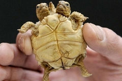 Otkrivena dvoglava kornjača