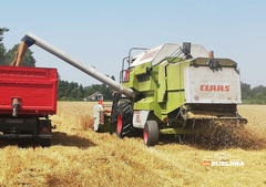 ŽETVA PŠENICE U PUNOM JEKU Ratari ne prihvataju ponuđenu otkupnu cijenu (FOTO)