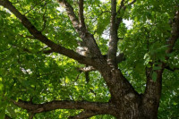 Zašto je ORAH otrovan i zašto se ne smije SADITI u blizini KUĆE?