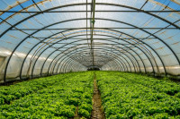 Povrtar iz Crnjelova smanjuje proizvodnju na otvorenom: PLASTENICI ISPLATIVIJI