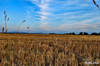 Prinosi i kvalitet semberske pšenice iznad prosjeka