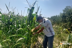 Semberske poljoprivrednike brine suša: Šteta bi mogla biti i do 50 odsto (FOTO)