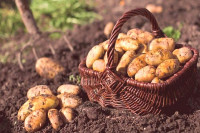 Pitali folkere da li bi kopali krompir za dnevnicu, pročitajte odgovore