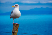 Muškarac ugrizao galeba jer je pokušao da mu ukrade hamburger