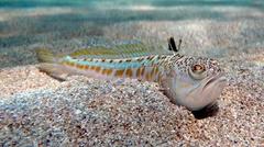 Najotrovnija riba u Jadranskom moru, susret s njom može biti opasan (FOTO)