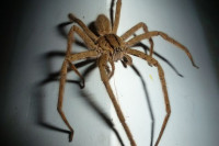 Slupao auto dok je pokušavao da se otarasi pauka