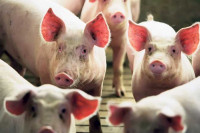 Farmeri u RS negoduju, otkupljena trećina tovnih svinja