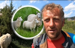 "Tri žene su me ostavile zbog ovaca, više ih volim" Ispovijest čobanina Bude o gorštačkom životu na livadama Vlašića