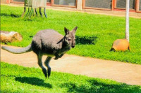 U Bijeljini nestao kengur, pronalazaču SLIJEDI NAGRADA