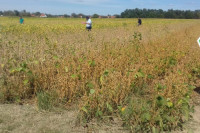 ZADOVOLJNI SEZONOM Kukuruz u Semberiji nije podbacio, ZARADA na soji manja od očekivane