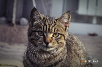 Vlasnici OVIH životinja su DUGOVJEČNIJI: Ljubimac može da vam pruži MNOGO VIŠE od bezuslovne ljubavi