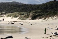Naučnici upozoravaju da su kitovi na ivici izumiranja