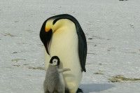 Olde je najstariji pingvin na svetu: Napunila je 41 godinu i ušla je u Ginisovu knjigu rekorda