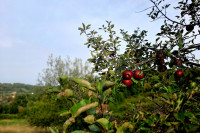 RANA JESEN U NAŠEM KRAJU: Rodna i blagorodna, a oku umilna