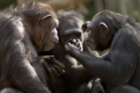 Naučnici: Šimpanze u starosti, kao i ljudi, biraju staro društvo