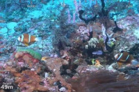 Australija: Naučnici otkrili najviši koralni greben na svijetu (VIDEO)