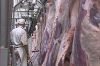 Završen interventni otkup tržišnih viškova tovnih bikova i svinja