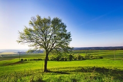 Sunčano sa temperaturom vazduha do 36 stepeni