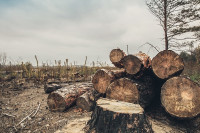 Uništavanje prirodnih staništa životinja donijeće nove bolesti
