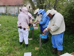 Katastrofalna zima za zvorničke pčelare: Gubici i do 100%, varoa uništava društva