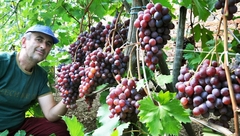 RUSKO GROŽĐE UZGAJA KOD BIJELJINE: Neobičan hobi vatrogasca iz Batkovića (FOTO)