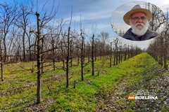 Snijeg i niske temperature ugroziće voćnjake na području Semberije i Majevice (FOTO)	