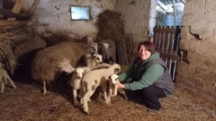 Ovca ojanjila troje jagnjadi