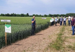 „Dan strnih žita“ u Bijeljini: Očekuju se prinosi hljebnog žita iznad prosjeka 