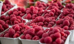 Malinari i kupinari konačno ubrali zaradu