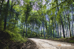 Biljni i životinjski svijet u BiH najbogatiji u Evropi