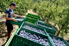 Voćari u velikim problemima: Šljive rodile, a berača nema